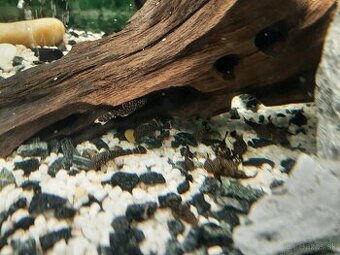 Prisavnik obyčajný