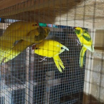 Kakarik