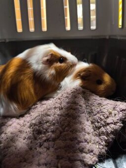 Morské prasiatko, morská svinky, morča