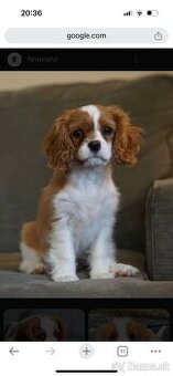 Kúpim šteniatko cavaliera