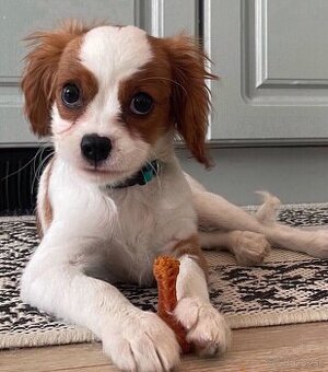 Šteniatko Cavalier King Charles.