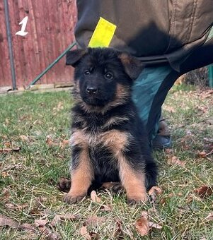 Německý ovčák štěňata