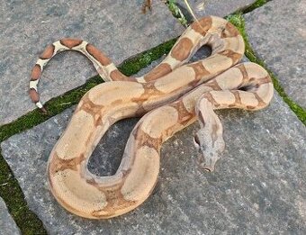 Boa imperator - Hypo RLT het VPI, Ghost het VPI, VPI Sunglow