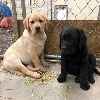 Labrador retriever s PP