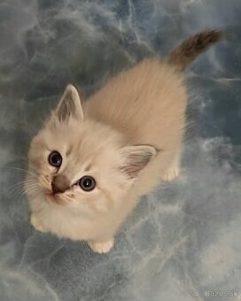 Ragdoll
