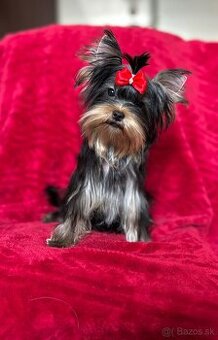Yorkshire terrier, york