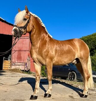 Haflinger - 1