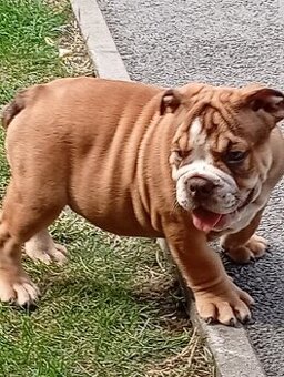 Anglicky buldog