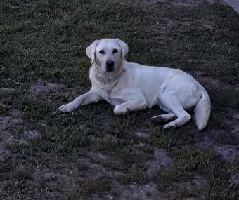 Darujem labradorskeho retvievera