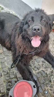 Novofundlandský pes Betty