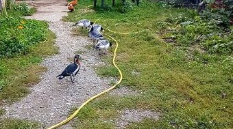 Bernikla Bielolíca / Kačica Mandarínska / Kanadská hus/ Husi