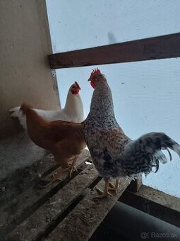 Akcia kohúty za 15 eur tri kusy na predaj