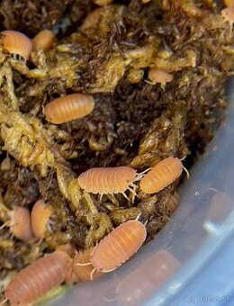 Cubaris Murina "Mandarin" - 1