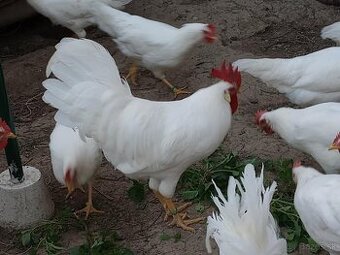 Kohút - Leghorn biely