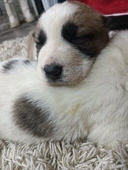 Stredo ázijské stenata