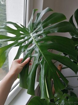 Monstera deliciosa XXL
