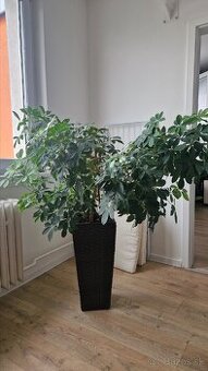 Izbova rastlina / kvet