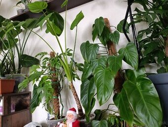 Predám Rhaphidophora tetrasperma, Alokacia a Philodendron