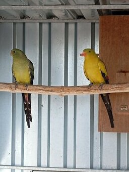 Predám chovný pár papagájov horských.