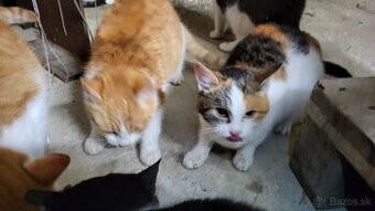 darujem macata, macku, kocura