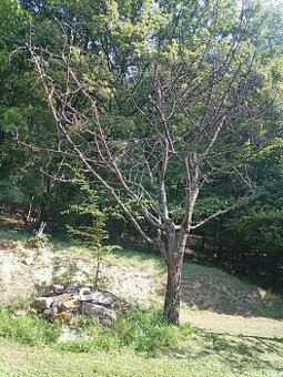 Dozivajuce stormy na udenie a popr. rezbarstvo atd.