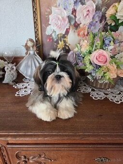 Shih tzu s pp FCI