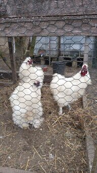 Kohút hodvabničiar