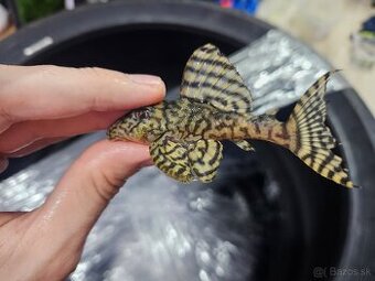 L 236 Super Yellow - chovný pár - posledný