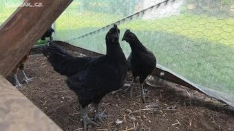 Ayam cemani kohuti