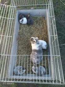 Zakrslé králiky