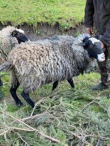 Predam romanvskeho barana +2 ovce