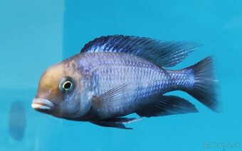 Africké Cichlidy