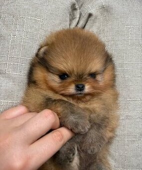 Pomeranian