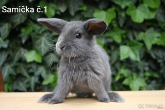 Zdrobnené barančeky na maznáčika aj králičí hop