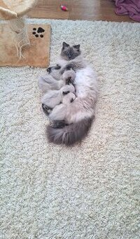 Ragdoll