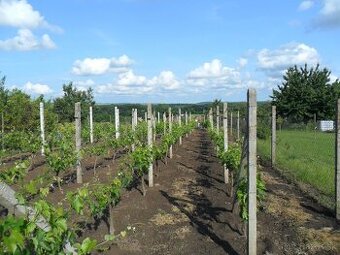 predám záhradu s vinicou