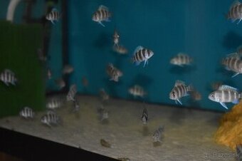 Cyphotilapia Frontoza Burundi