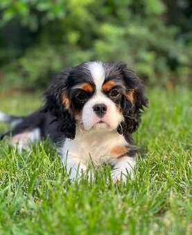 Cavalier King Charles Spaniel s FCI rodokmeňom