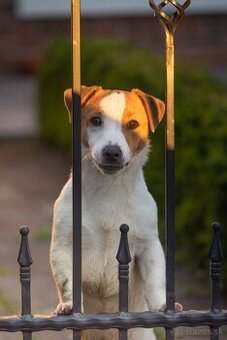 Jack Russell teriér