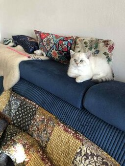 Britské maciatka color point