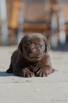 Labrador retriever s PP, Labradorsky retriever