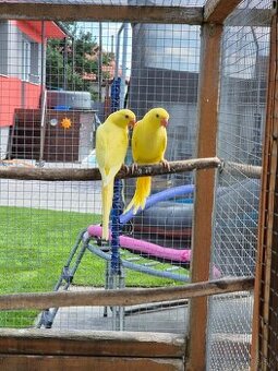 Kupim mnichov andulky a ine