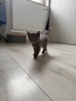 🐾 Predám krásne mačiatko Scottish Straight