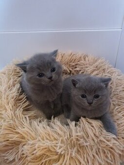 Britské mačiatka (VOĽNÝ KOCURIKOVIA)