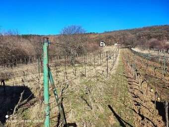 Predaj Vinohrad Dražovce - 1