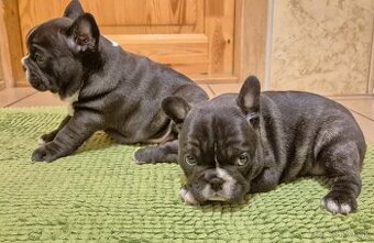 Francúzsky buldoček,buldog,bulldog