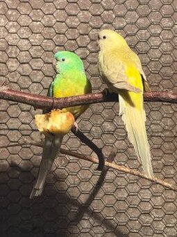 Predám papagáje spevavé a korely