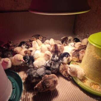 Čistokrvné kuriatka