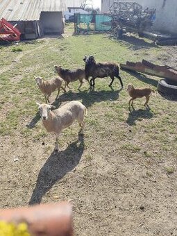 Predám Kamerunske ovce