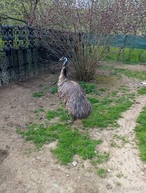Pštros emu - 1